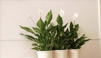 Цветок спатифиллум уход в домашних условиях с фото